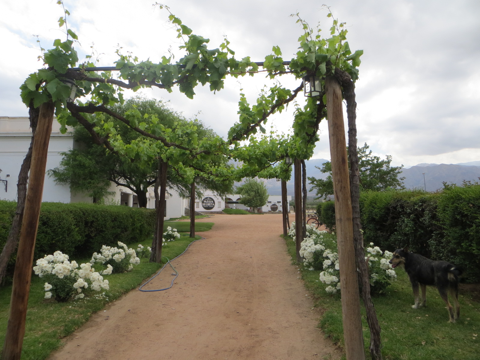 Dégustation de vin dans une Bodega de Cafayate